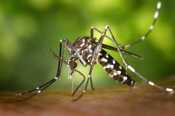 Aumento da dengue no ES